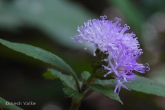 Vernonia dalzelliana
